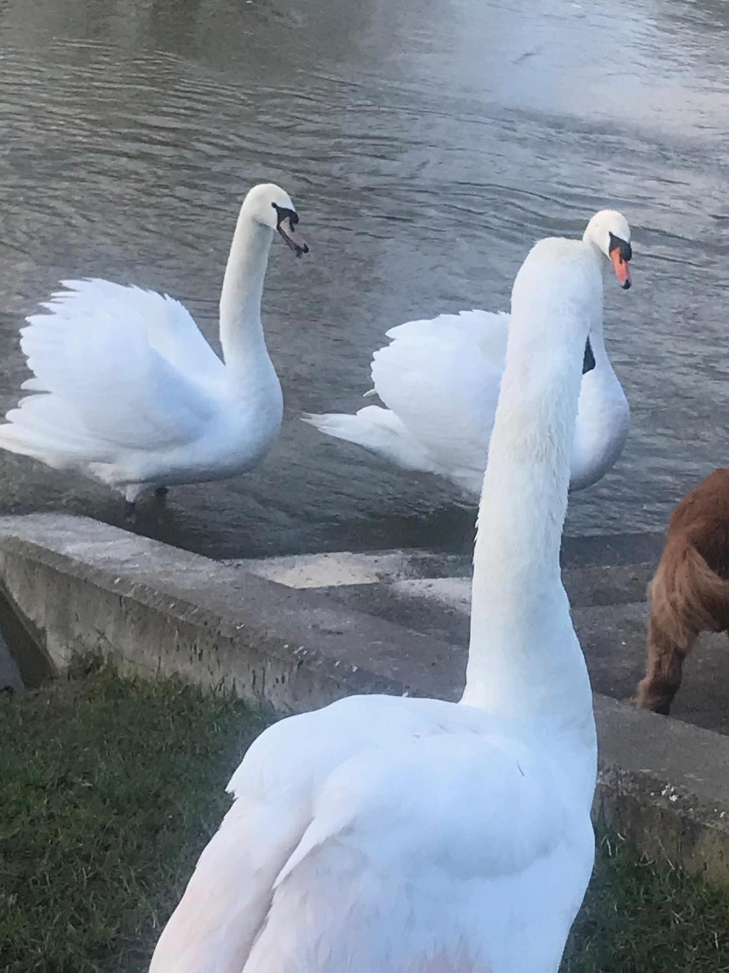 Cozy Double Bedroom In Stunning Bungalow On River Thames - Near Thorpe Park/Royal Holloway University/20Mins From Heathrow 스테인스 외부 사진